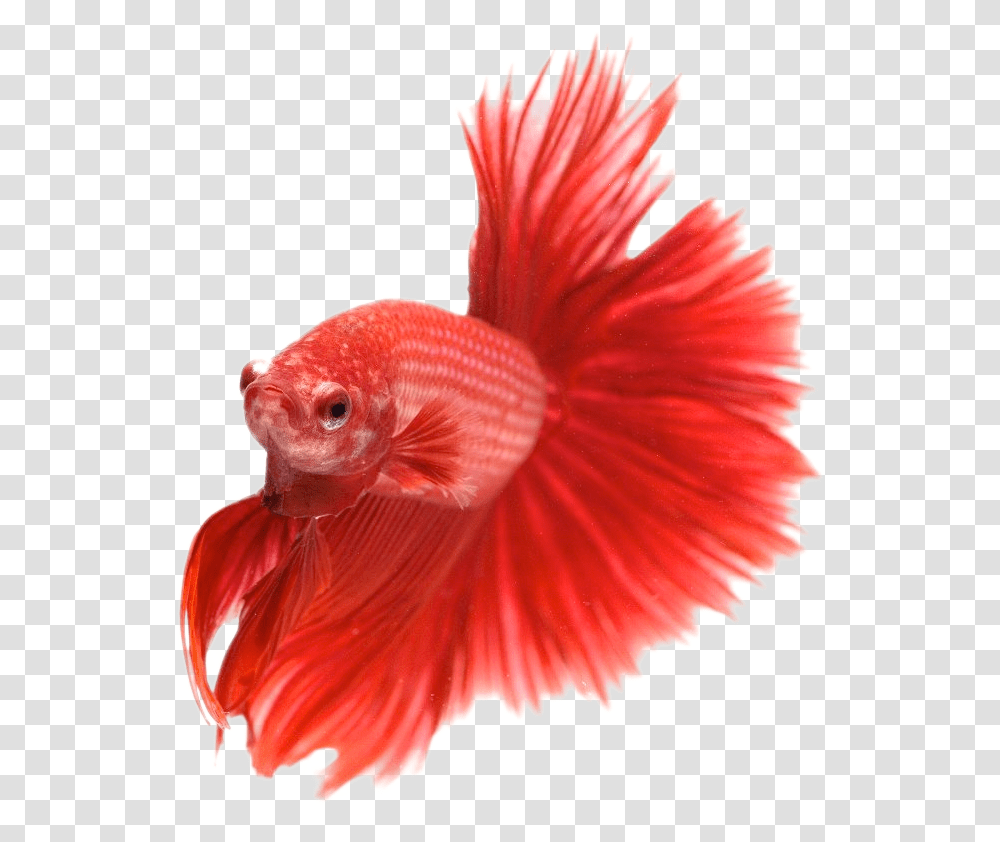 Aquarium Fish Images, Goldfish, Animal, Bird Transparent Png