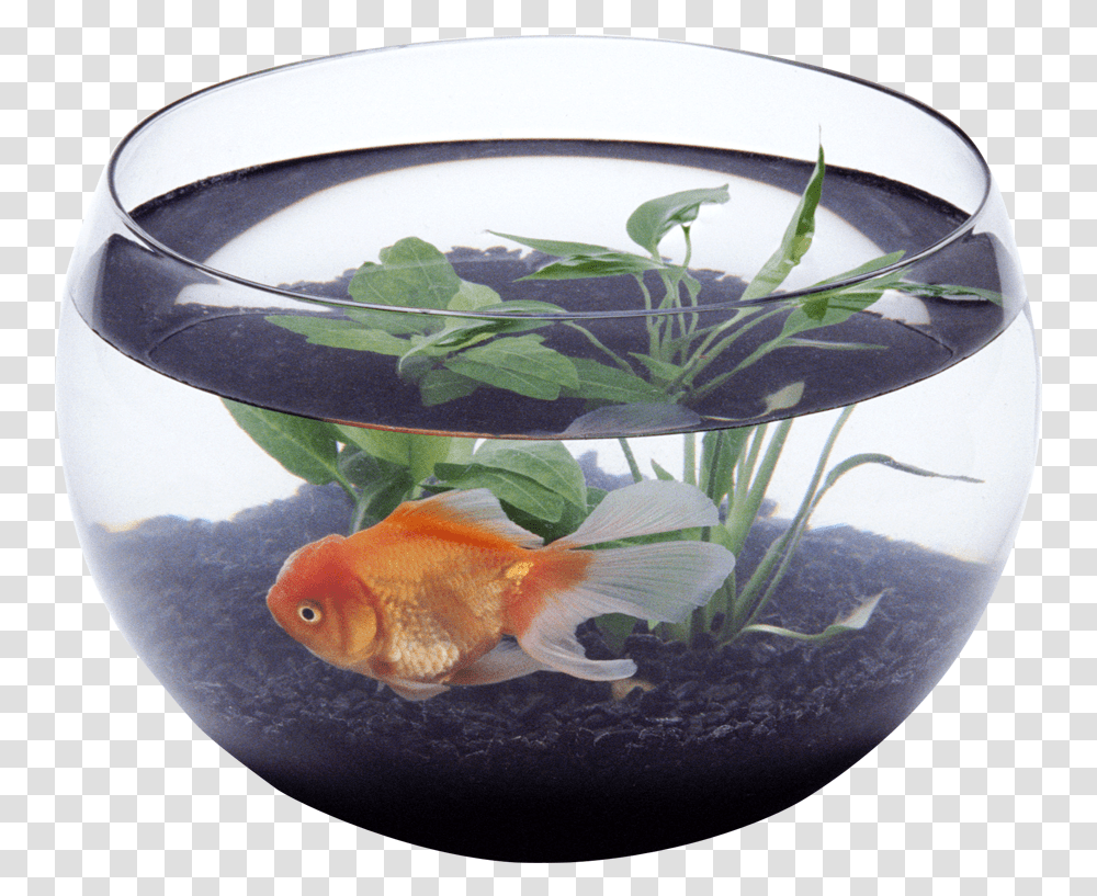 Aquarium Fish In Aquarium, Animal, Goldfish, Water, Sea Life Transparent Png