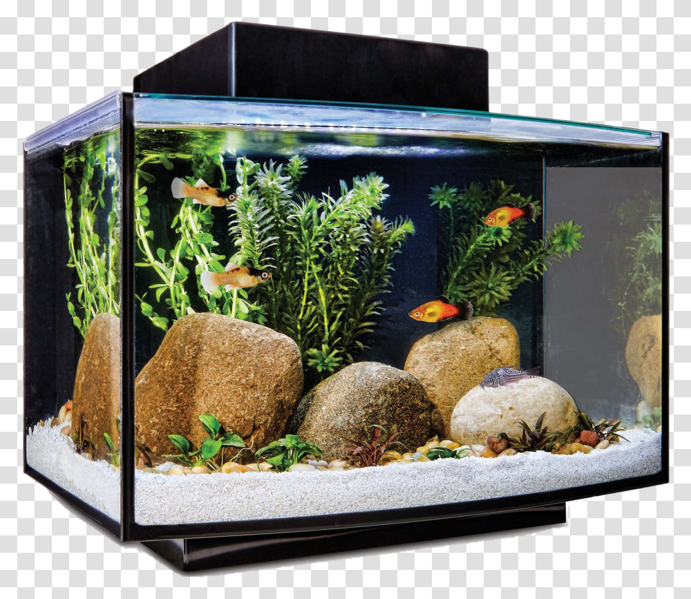 Aquarium Fish Tank File Imagitarium Platform Freshwater Aquarium Kit 6.6 Gal, Sea Life, Animal, Painting Transparent Png