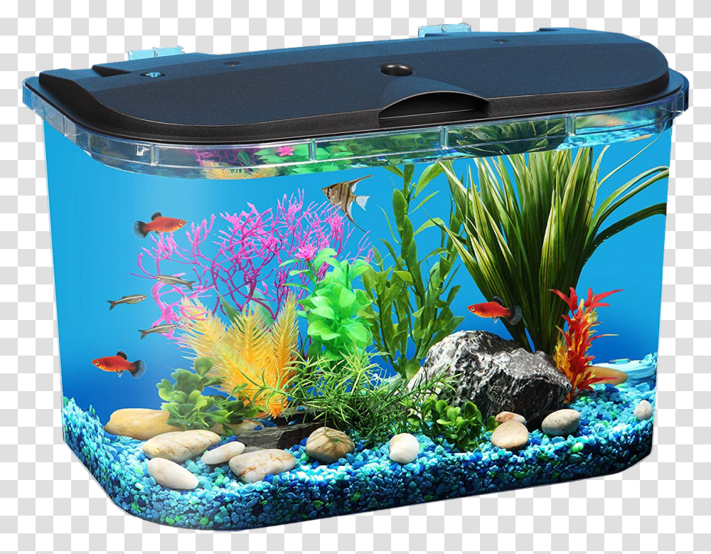 Aquarium Fish Tank Image Fish Tank, Water, Sea Life, Animal, Aquatic Transparent Png