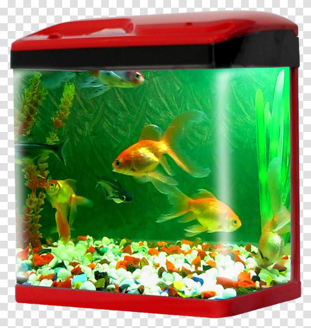 Aquarium Fish Tank Pic Aquarium Fish Tank Price, Water, Animal, Sea Life, Aquatic Transparent Png