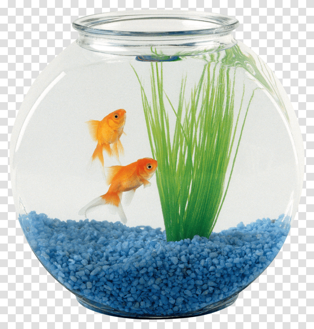 Aquarium, Furniture, Fish, Animal, Goldfish Transparent Png