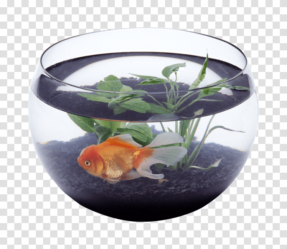 Aquarium, Furniture, Fish, Animal, Water Transparent Png