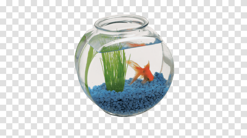 Aquarium, Furniture, Fish, Animal, Water Transparent Png
