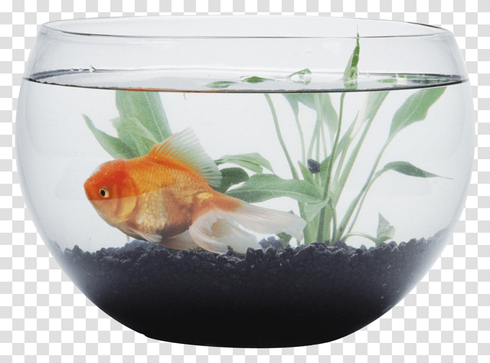 Aquarium, Furniture, Fish, Animal, Water Transparent Png