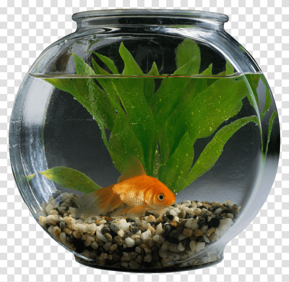 Aquarium, Furniture Transparent Png