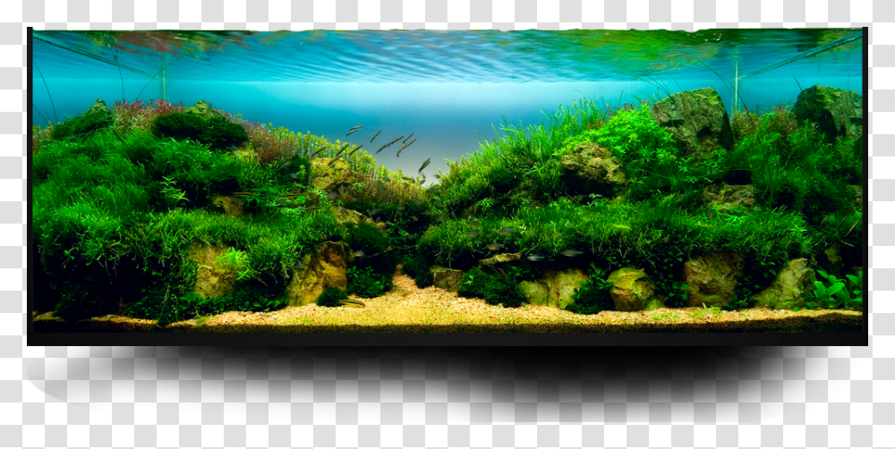 Aquarium, Furniture, Water, Aquatic, Plant Transparent Png