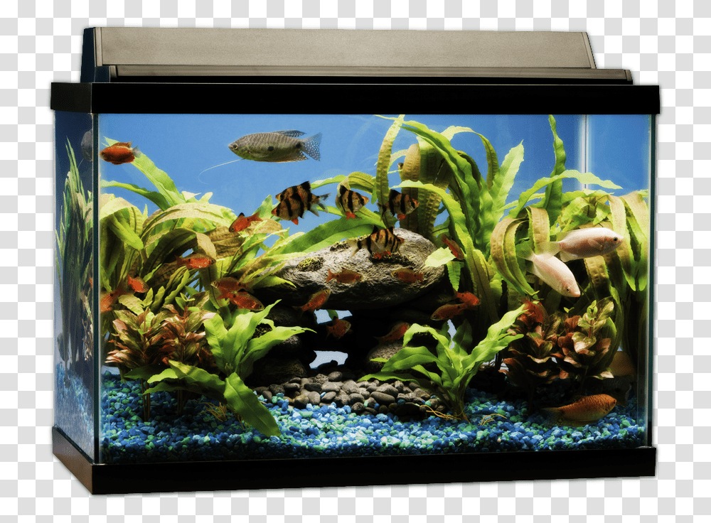 Aquarium, Furniture, Water, Aquatic, Sea Life Transparent Png