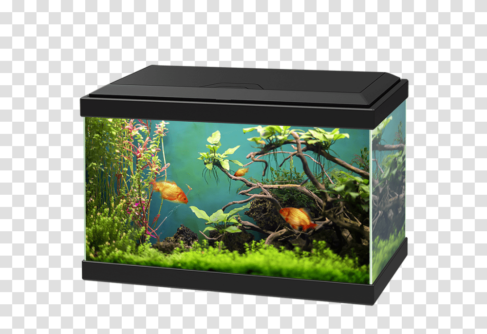 Aquarium, Furniture, Water, Fish, Animal Transparent Png