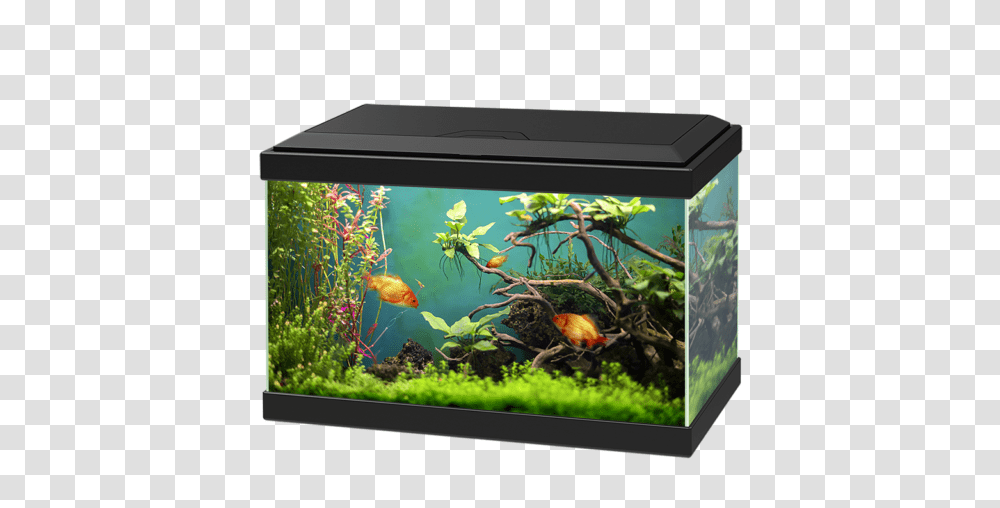 Aquarium, Furniture, Water, Fish, Animal Transparent Png