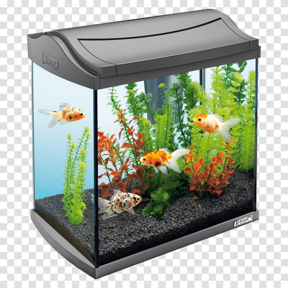 Aquarium, Furniture, Water, Fish, Animal Transparent Png