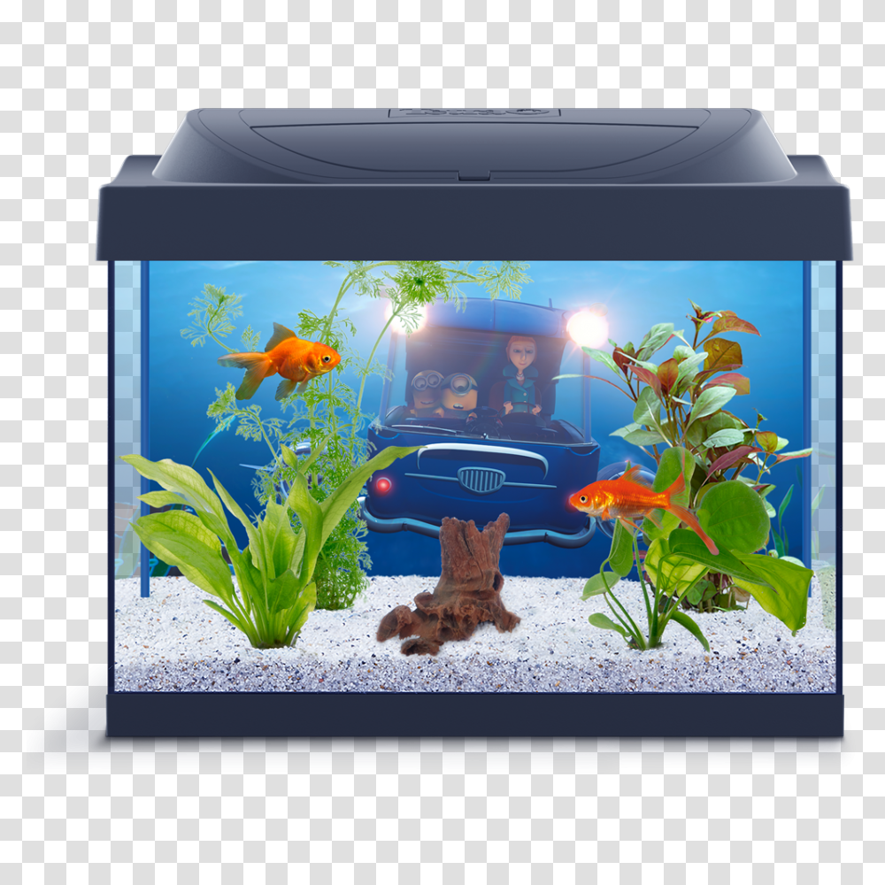 Aquarium, Furniture, Water, Fish, Animal Transparent Png