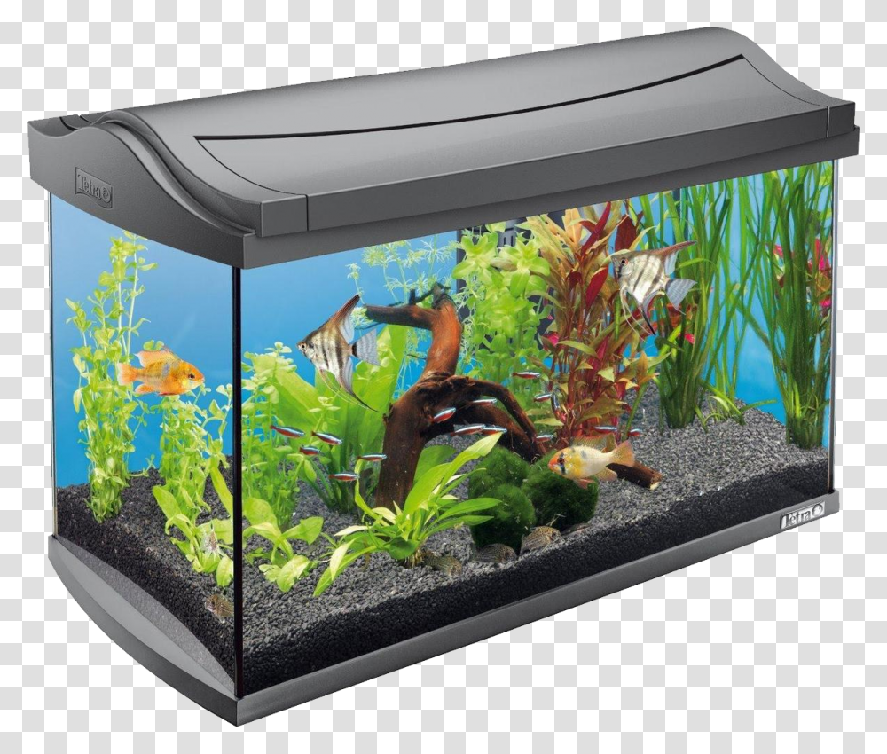Aquarium, Furniture, Water, Sea Life, Animal Transparent Png