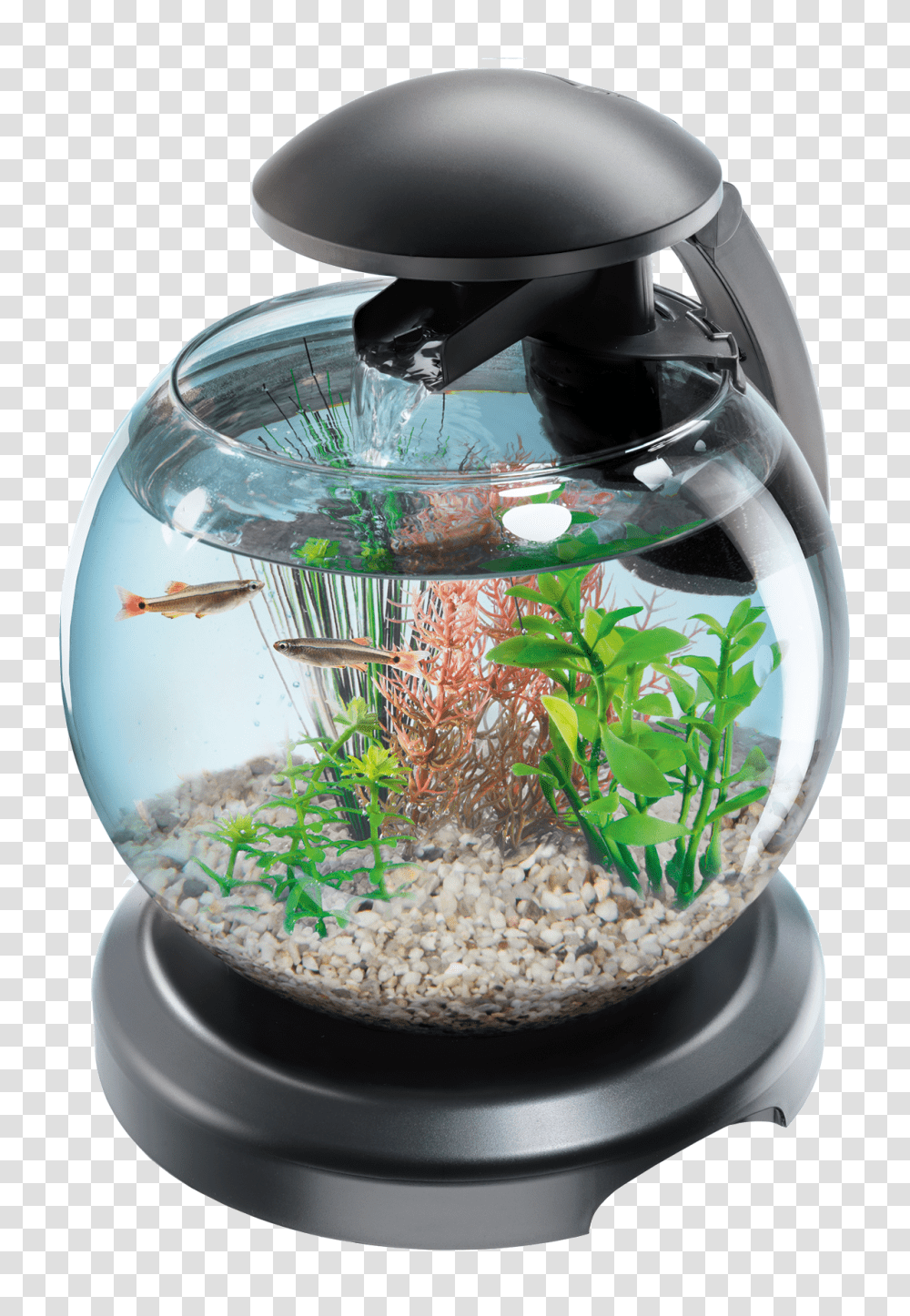 Aquarium, Furniture, Water, Sea Life, Animal Transparent Png