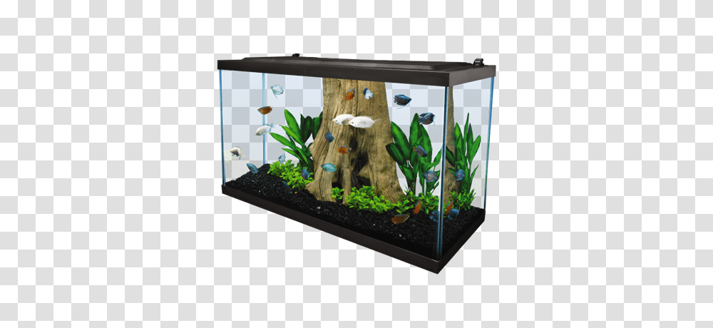 Aquarium, Furniture, Water, Sea Life, Animal Transparent Png