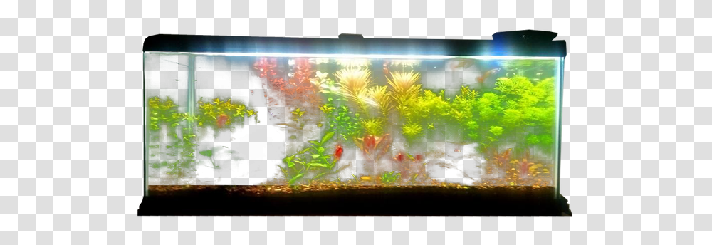 Aquarium, Furniture, Water, Sea Life, Animal Transparent Png