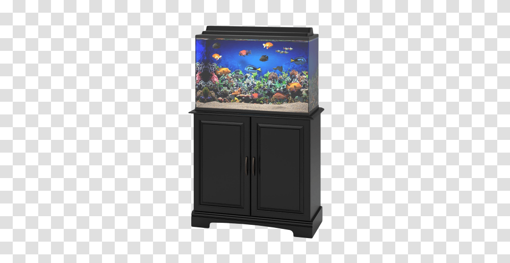 Aquarium, Furniture, Water, Sea Life, Animal Transparent Png