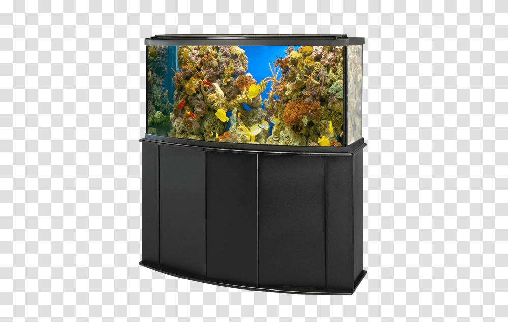 Aquarium, Furniture, Water, Sea Life, Animal Transparent Png