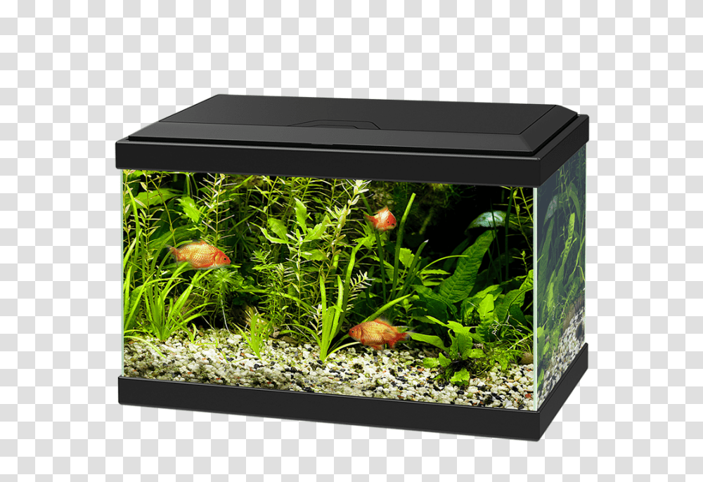 Aquarium, Furniture, Water, Sea Life, Animal Transparent Png