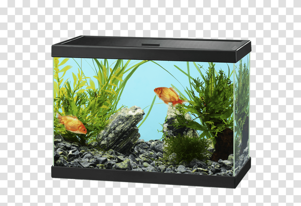 Aquarium, Furniture, Water, Sea Life, Animal Transparent Png