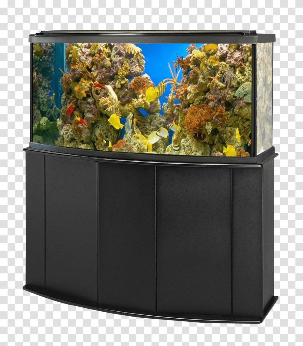 Aquarium, Furniture, Water, Sea Life, Animal Transparent Png