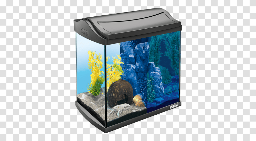 Aquarium, Furniture, Water, Sea Life, Animal Transparent Png