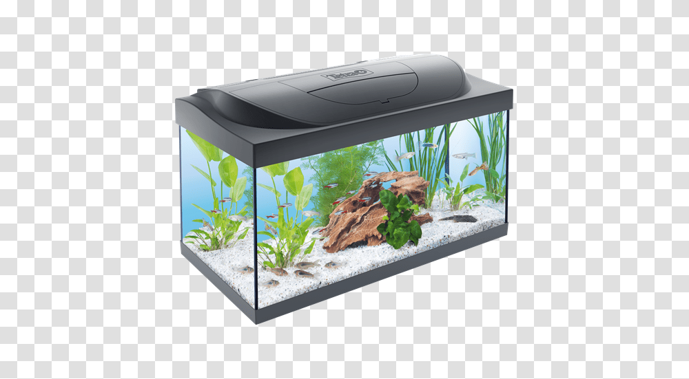 Aquarium, Furniture, Water, Sea Life, Animal Transparent Png