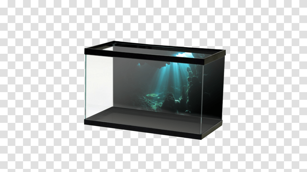 Aquarium, Furniture, Water, Sea Life, Animal Transparent Png