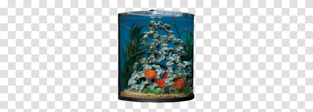 Aquarium, Furniture, Water, Sea Life, Animal Transparent Png