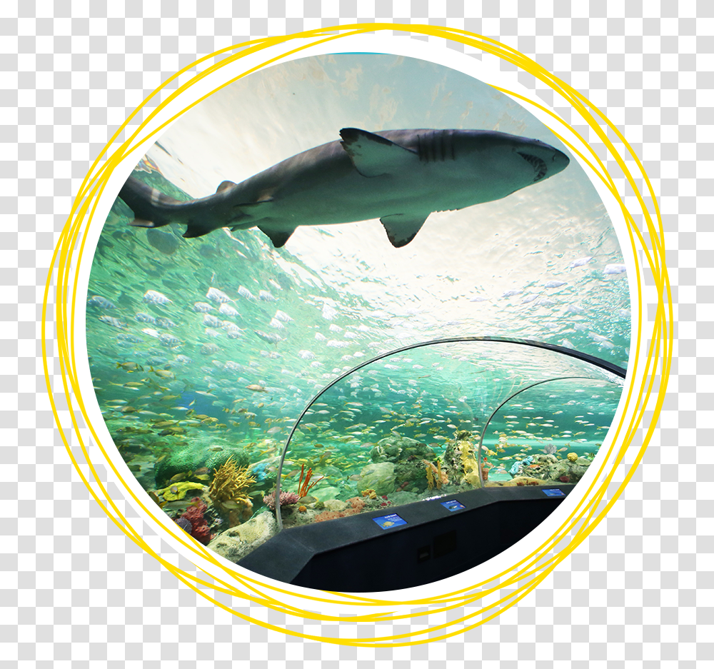 Aquarium Toronto Sharks, Water, Sea Life, Animal, Fish Transparent Png