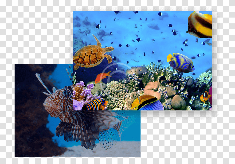 Aquarium Wallpaper 4k, Aquatic, Water, Turtle, Sea Life Transparent Png