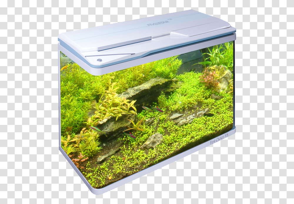 Aquarium, Water, Sea Life, Animal Transparent Png