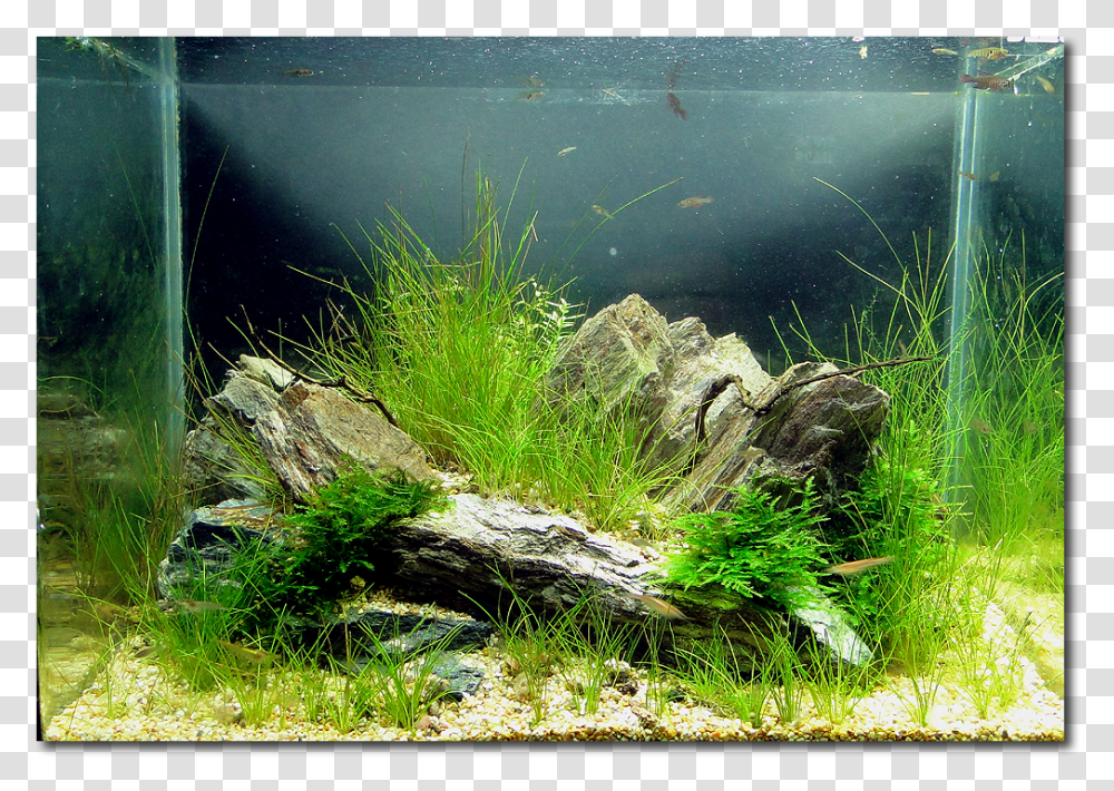 Aquarium Waterproof Led Lights, Aquatic, Plant, Grass, Animal Transparent Png
