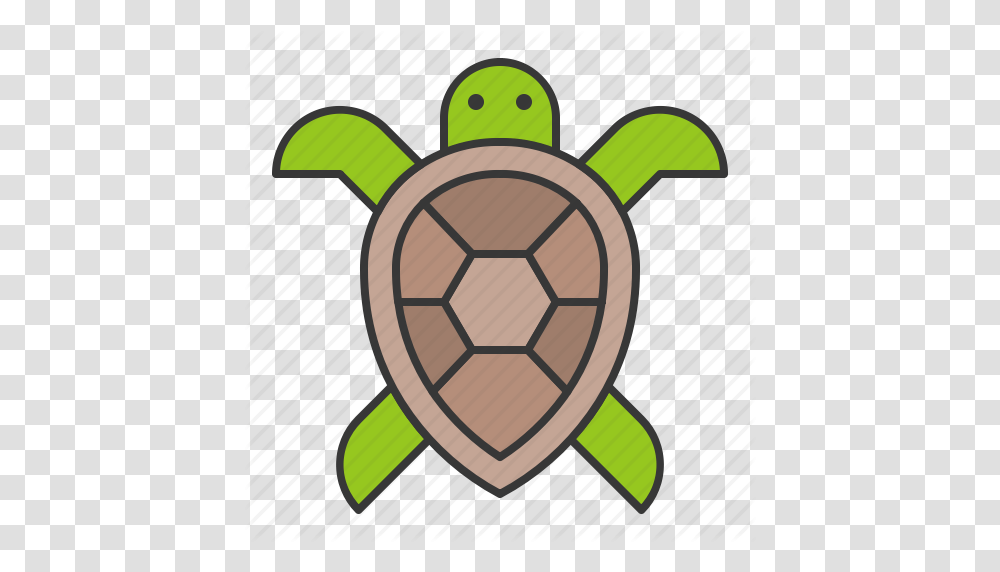 Aquatic Animal Ocean Sea Turtle Icon, Soccer Ball, Football, Team Sport, Sports Transparent Png