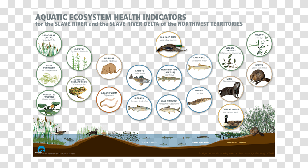 Aquatic Ecosystem Organisms, Poster, Advertisement, Flyer, Paper Transparent Png