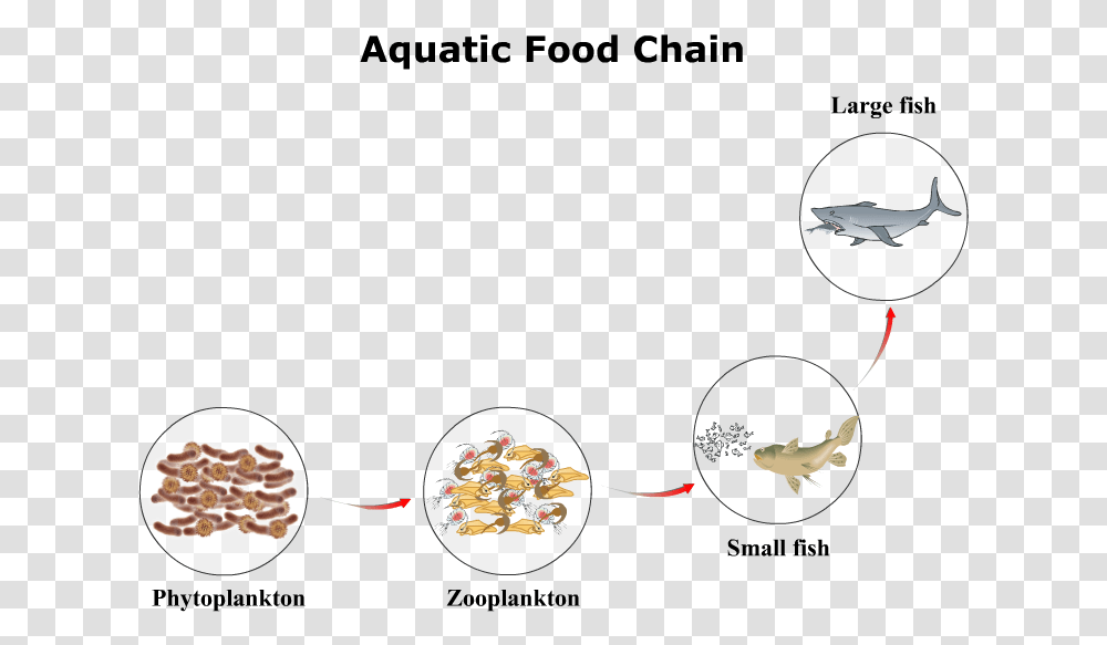Aquatic Food Chain Transparent Png