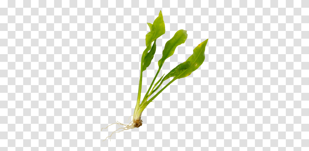 Aquatic Plant CarequotData RimgquotlazyquotData Rimg Leaf Vegetable, Food, Root, Flower, Blossom Transparent Png