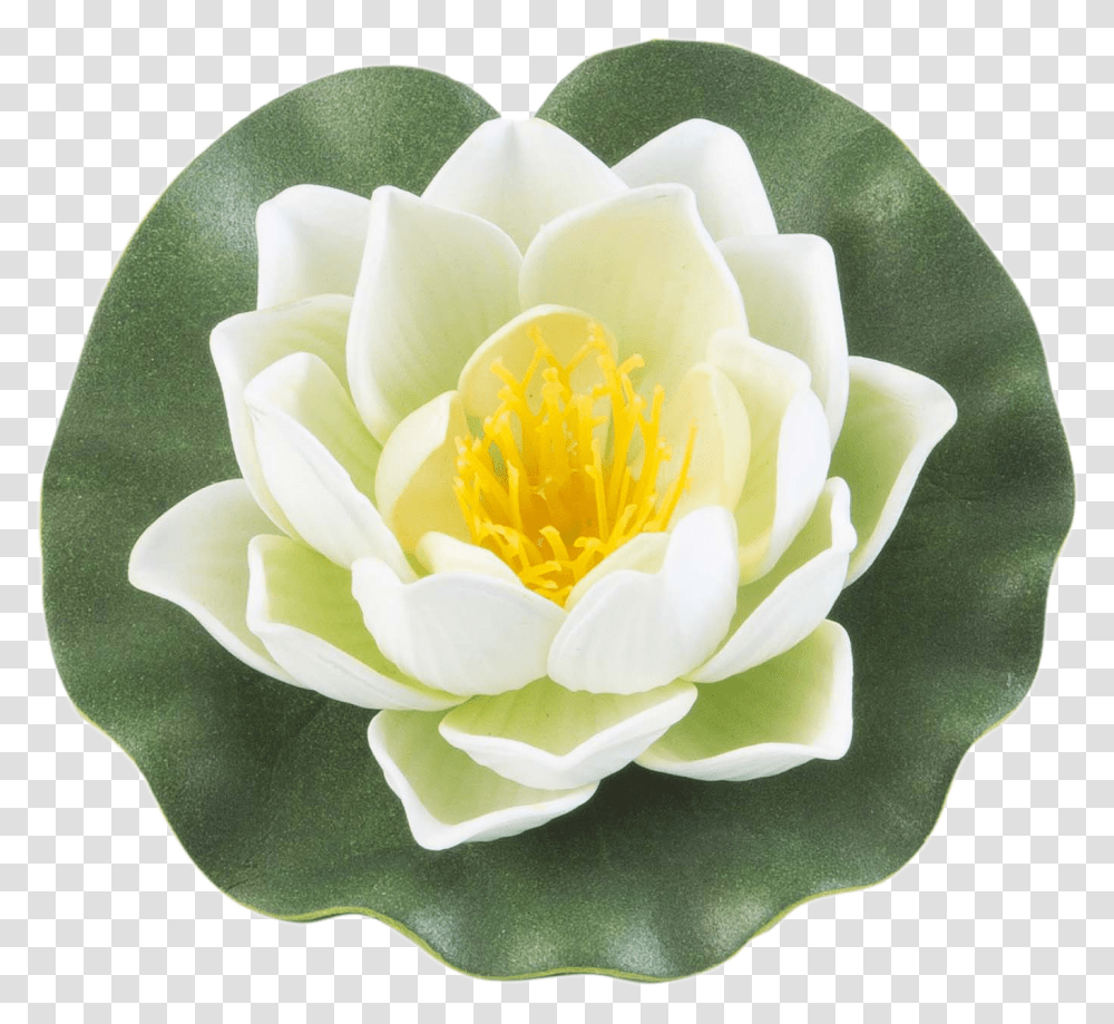 Aquatic Plant, Rose, Flower, Blossom, Lily Transparent Png