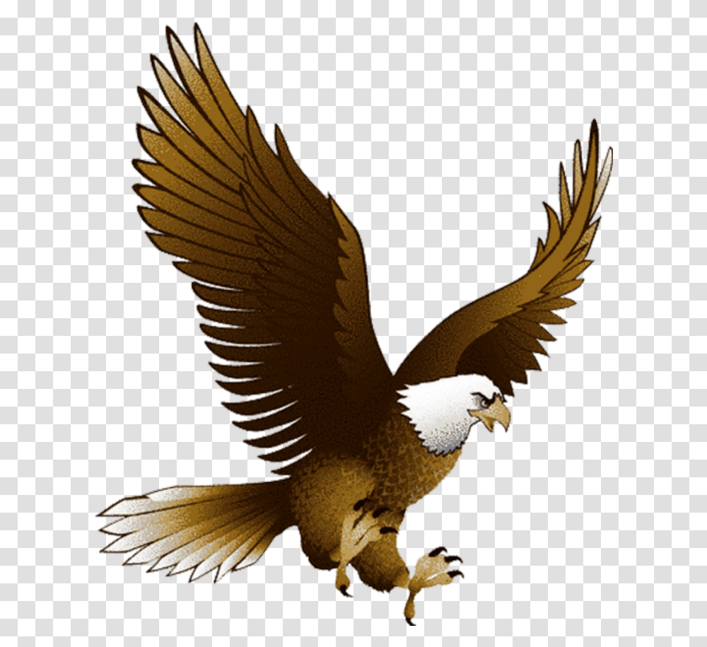 Aquila Eagle Bird Clipart, Animal, Kite Bird, Flying, Hawk Transparent Png