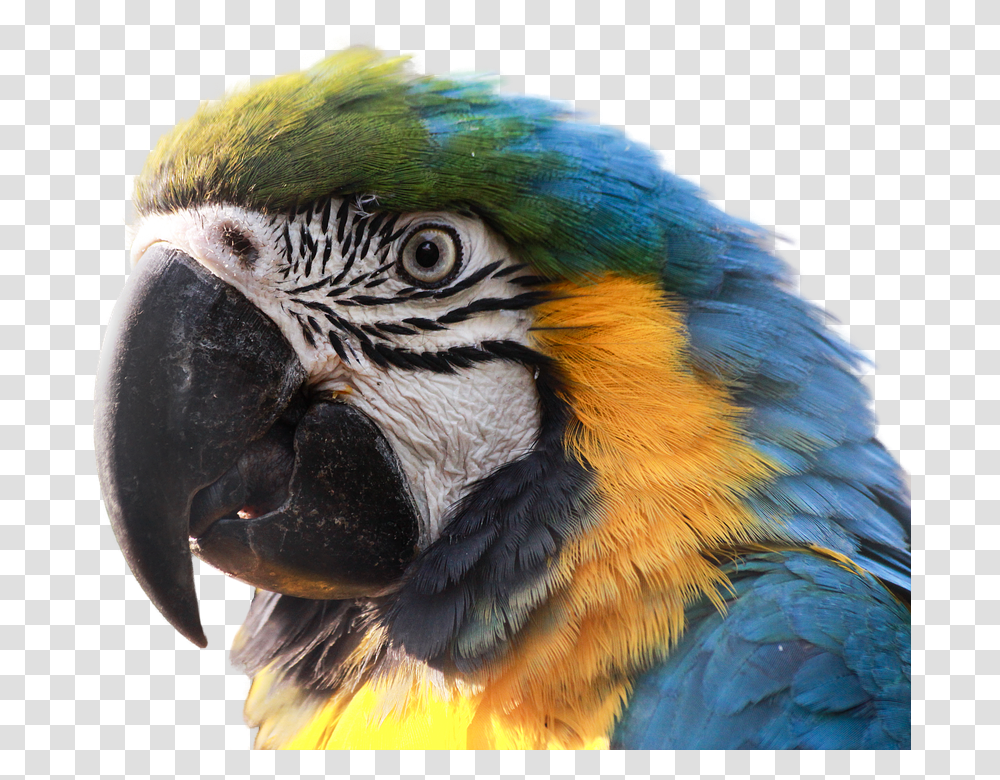Ara 960, Animals, Macaw, Parrot, Bird Transparent Png