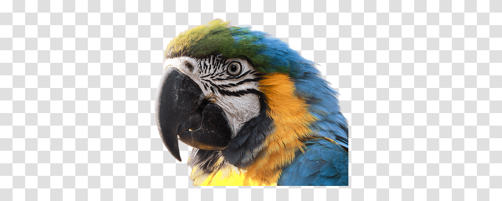 Ara Animals, Macaw, Parrot, Bird Transparent Png