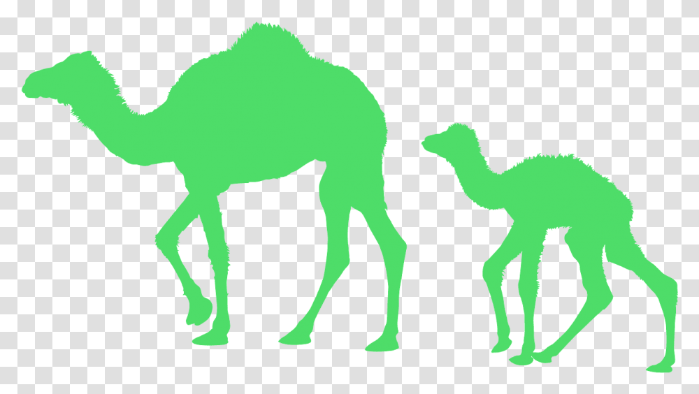 Arabian Camel, Animal, Mammal, Cat, Pet Transparent Png