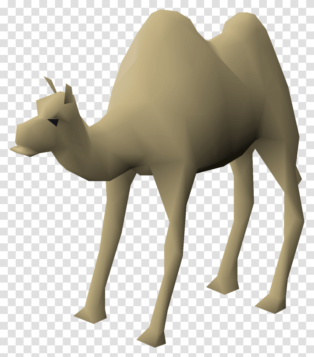 Arabian Camel, Animal, Mammal Transparent Png