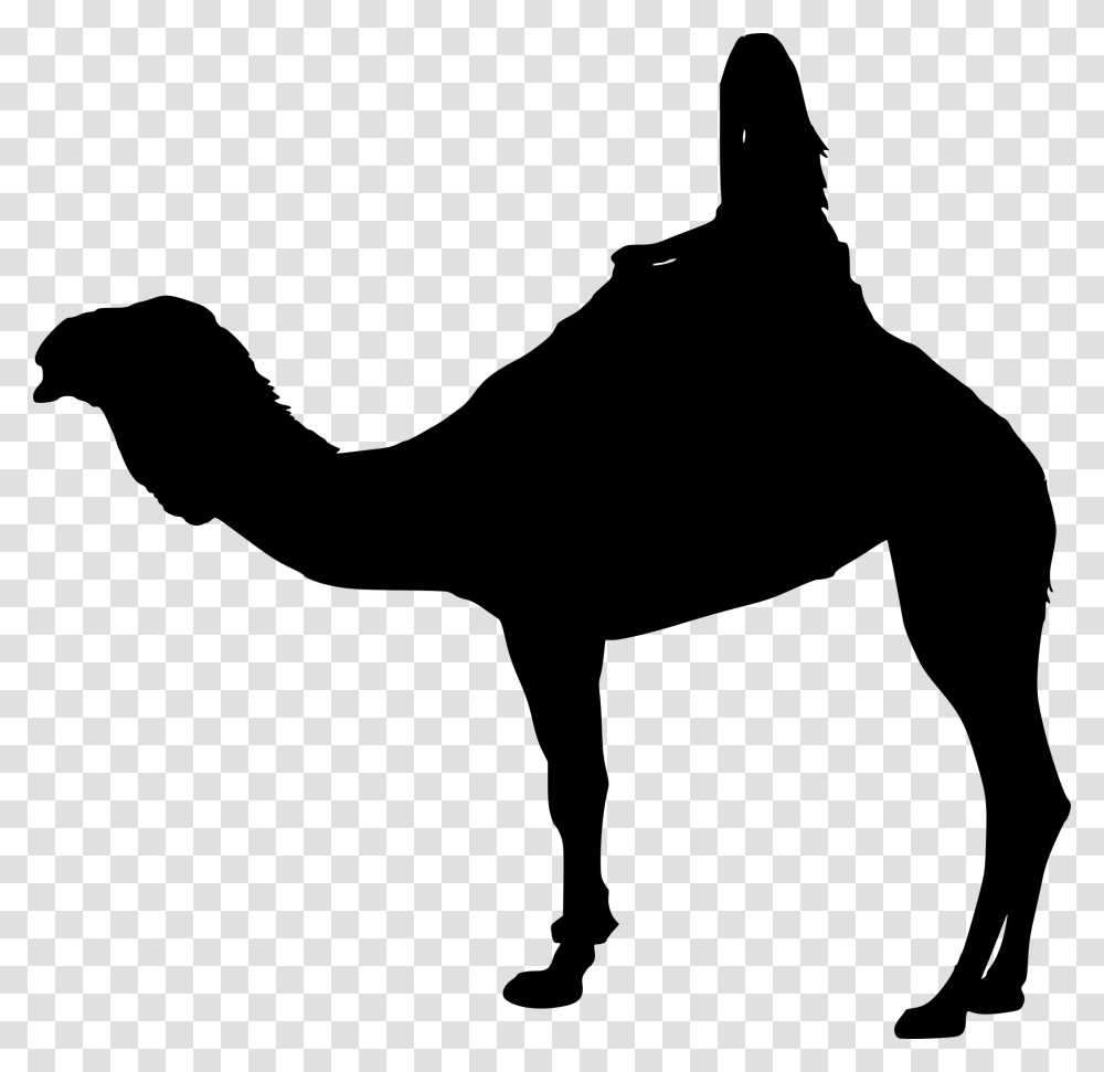 Arabian Camel, Gray, World Of Warcraft Transparent Png