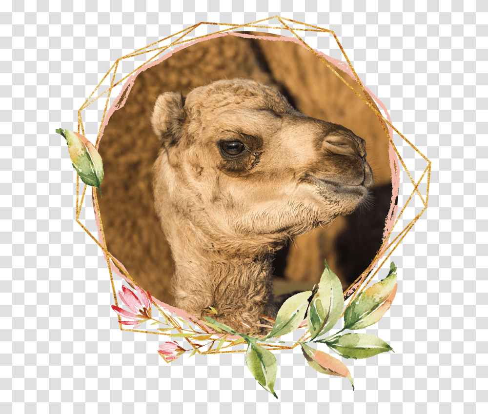 Arabian Camel, Mammal, Animal Transparent Png
