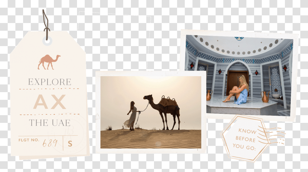 Arabian Camel, Person, Human, Horse, Mammal Transparent Png