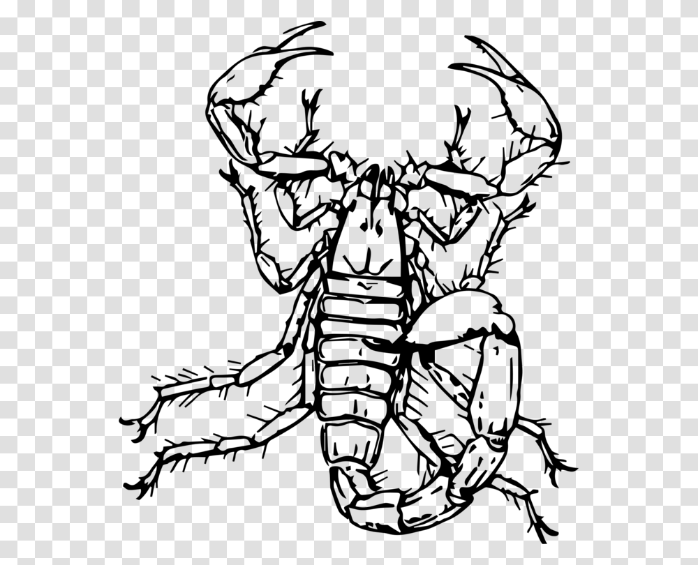 Arabian Fat Tailed Scorpion Drawing Insect Download Free, Gray, World Of Warcraft Transparent Png