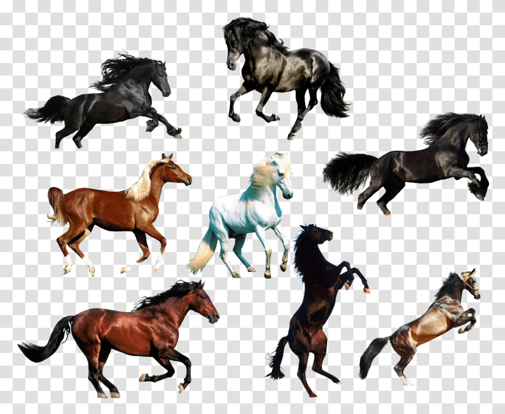 Arabian Horse Wild Animal Horse, Mammal, Stallion, Colt Horse, Andalusian Horse Transparent Png