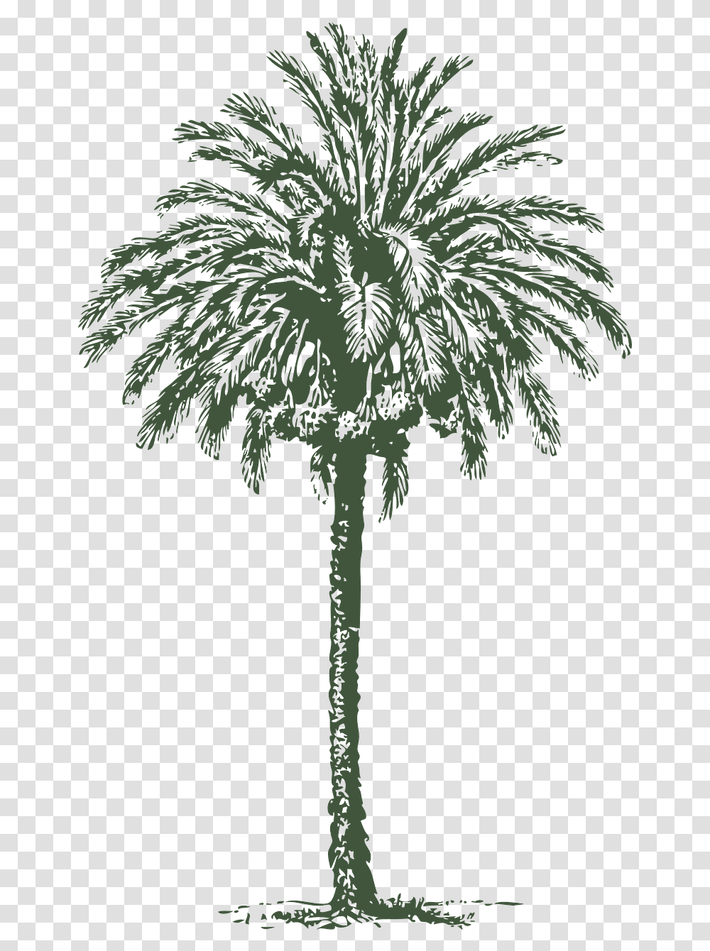 Arabic Palm Tree Vector, Plant, Cross, Arecaceae Transparent Png
