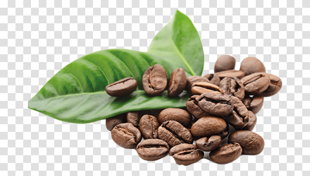 Arabica Coffee The Coffee Bean Amp Tea Leaf Kona Coffee Coffee Grounds, Plant, Fungus, Vegetable, Food Transparent Png